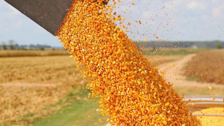 Problemas climáticos reducirán 5,9 por ciento la cosecha de granos en Brasil