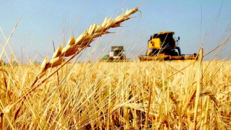 Exportaciones de trigo: quedan u$d 459 millones por liquidar