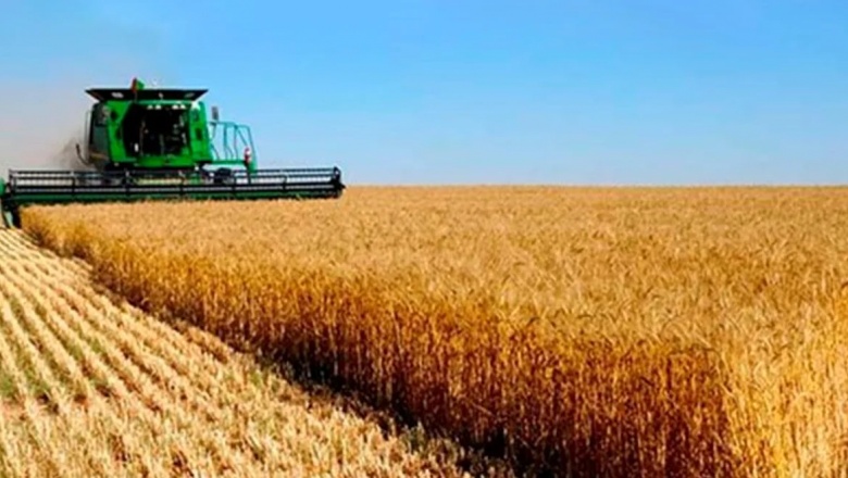 Impulsados por las lluvias, los productores concluyen la siembra de trigo
