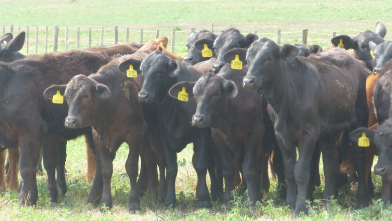 La exportación de carne absorbe más de la mitad del ganado criado en corrales