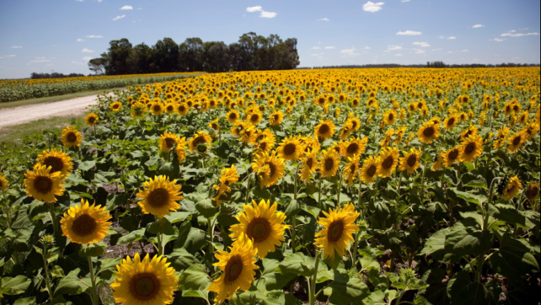 Nuevo récord del agro argentino: la molienda de girasol superó las 500.000 toneladas