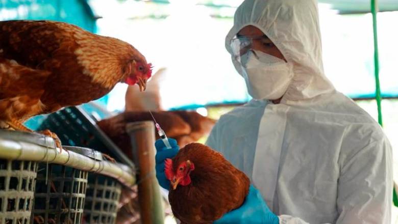 Argentina restituyó su estatus de país libre de influenza aviar altamente patógena