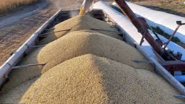 Pese a la cosecha récord, la liquidación de dólares del campo cayó 11% en el primer cuatrimestre