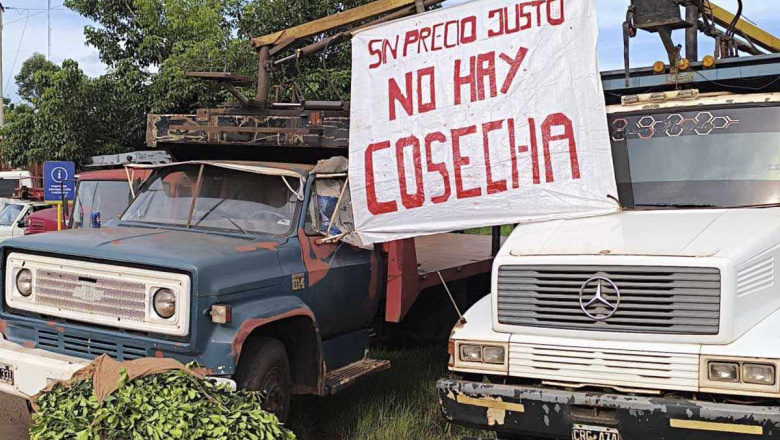 La crisis yerbatera llegó a Passalacqua: le piden una ley para evitar el colapso