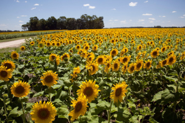 Nuevo récord del agro argentino: la molienda de girasol superó las 500.000 toneladas
