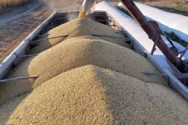 Pese a la cosecha récord, la liquidación de dólares del campo cayó 11% en el primer cuatrimestre