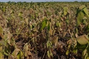 La provincia prorrogó hasta marzo la emergencia agropecuaria