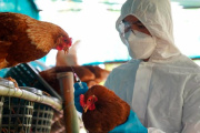 Argentina restituyó su estatus de país libre de influenza aviar