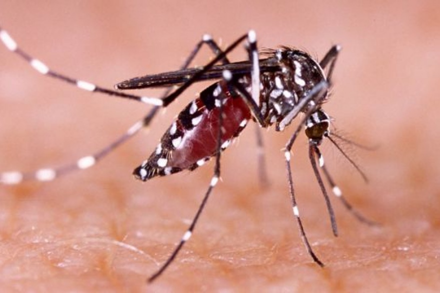 Detecta 80 casos de dengue y ya hay circulación comunitaria