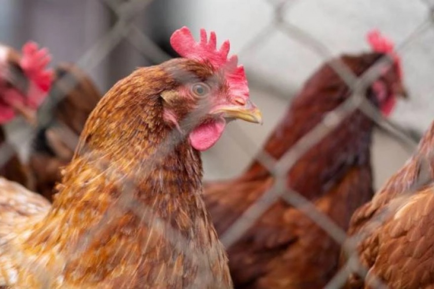 Gripe aviar: ya se detectaron casos en 12 municipios de la provincia de Buenos Aires
