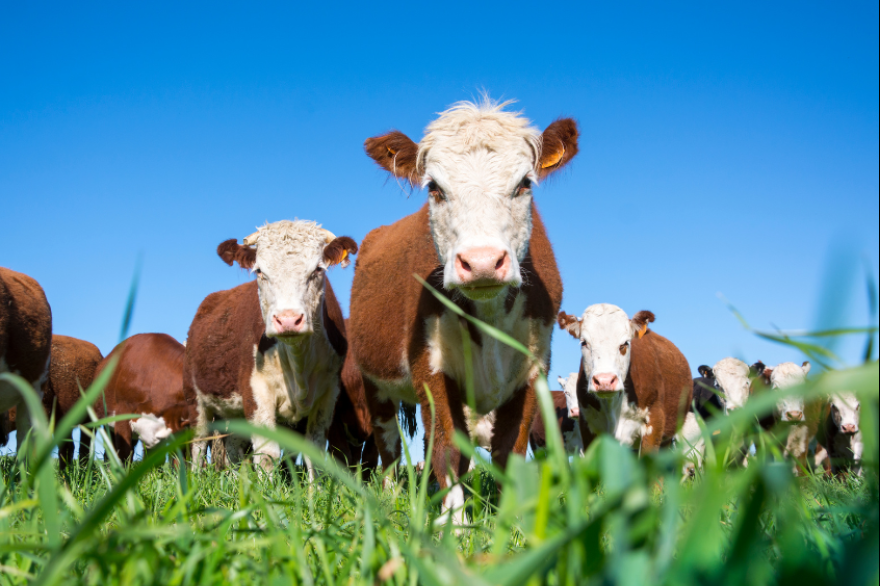 Polemica: proponen crear la “Tasa Ambiental sobre el Metano”